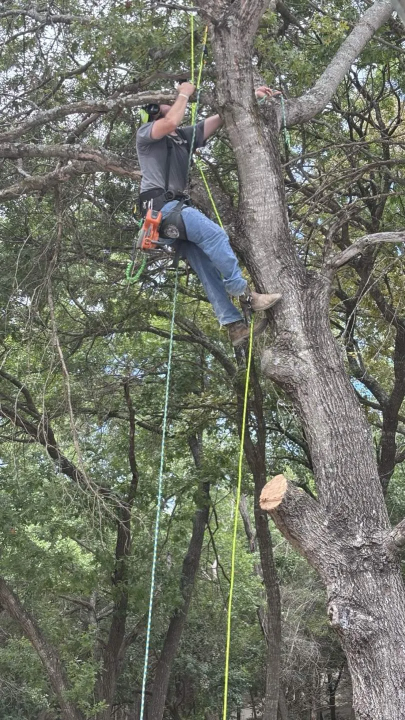 Professional tree removal