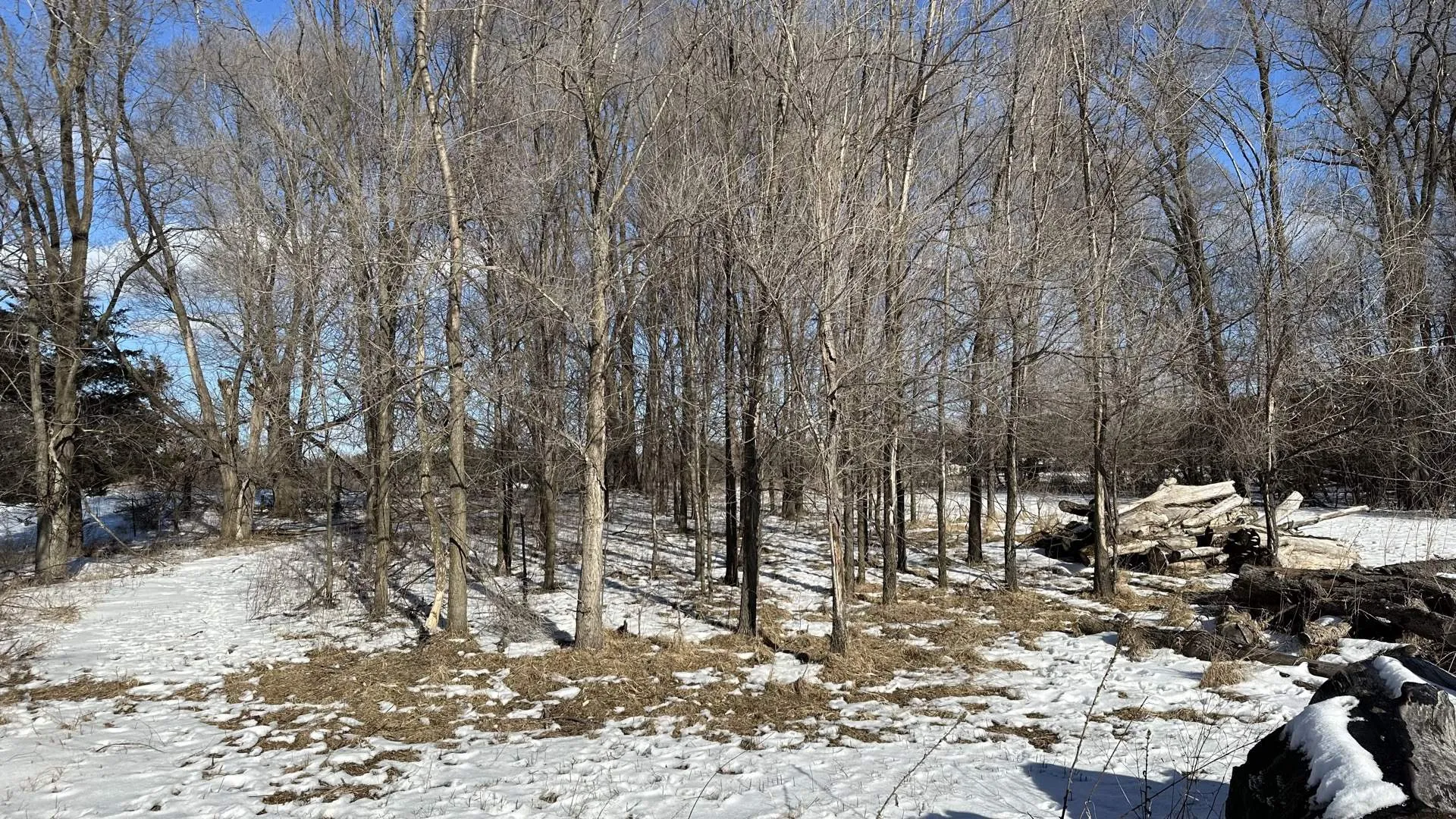 Before: Dense tree line cleared to open usable land · Oxford, WI