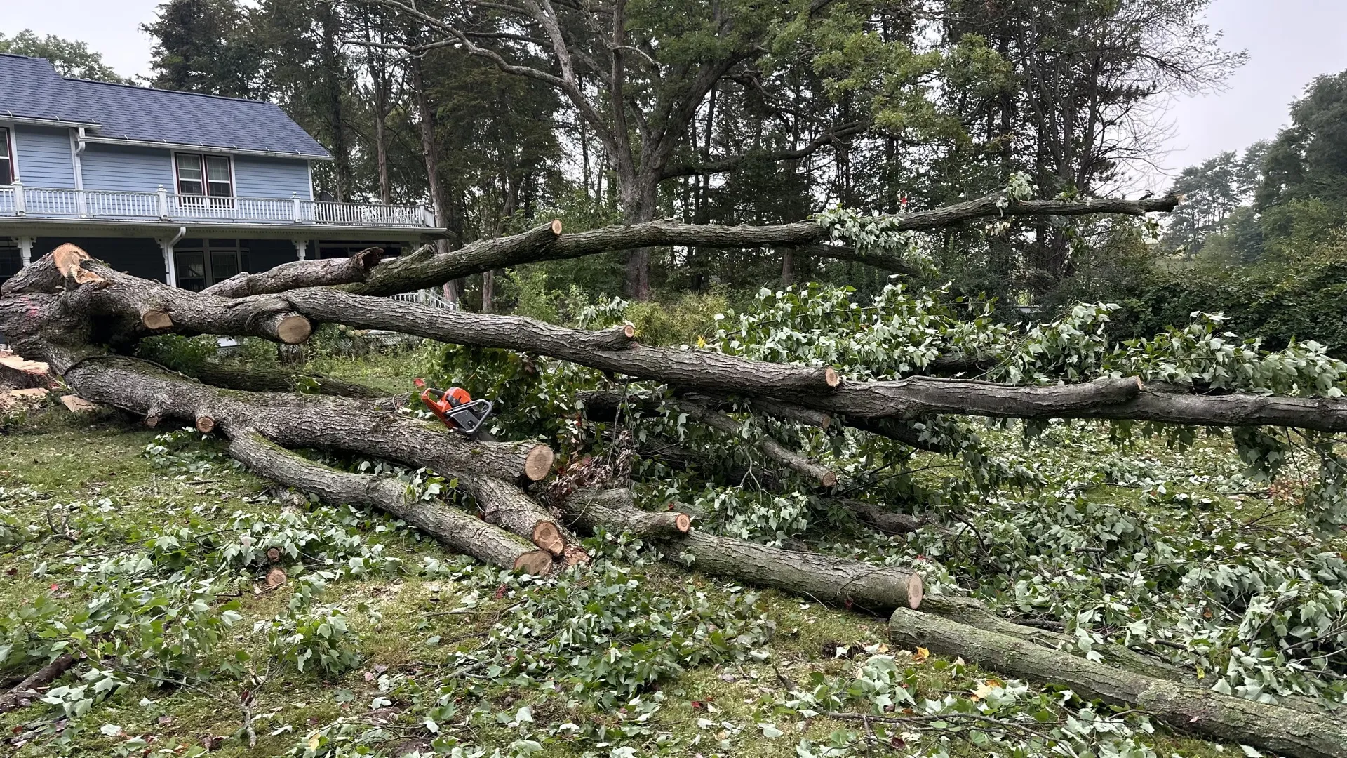 Tree Removal - Storm damage and hazard trees in central Wisconsin